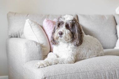 Büyük bir labrador köpeği açık renkli bir kanepede yatıyor..