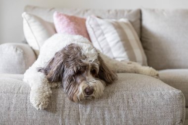 Büyük bir labrador köpeği açık renkli bir kanepede yatıyor..