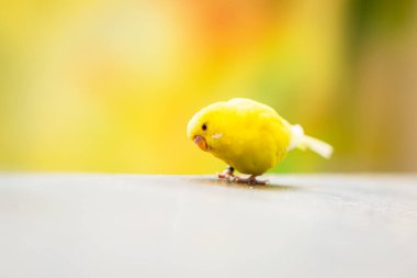 Etrafta dolaşan küçük sarı bir muhabbet kuşu..