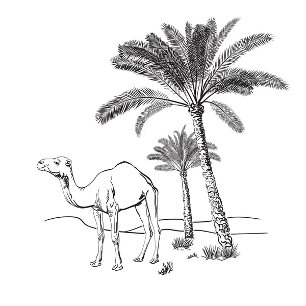 沙漠中的骆驼和棕榈树_手绘病媒图解_ Sketch 图库插图