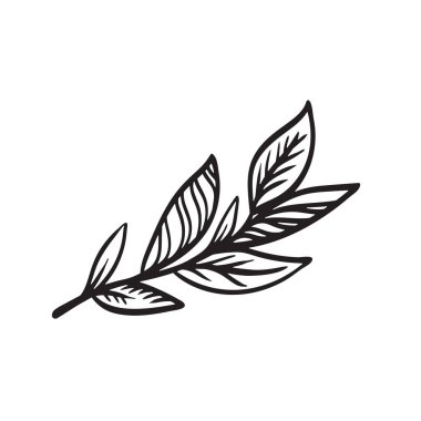 Şeffaf arkaplanda yaprakları olan defne dalının silueti. Siyah ve beyaz, doğrusal çizim, biçimlendirilmiş vektör grafikleri, süslemeli bitki