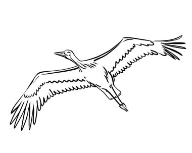 Uçan leylek, Ciconia kuşu. Beyaz arkaplanda çizgi sanatı, vektör illüstrasyonu