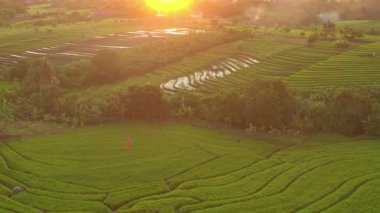 Günbatımında Bali Adası 'nda ünlü pirinç terası havacılık panorama 4K Endonezya üzerinde uçuyor.