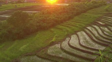 Günbatımında Bali Adası 'nda ünlü pirinç terası havacılık panorama 4K Endonezya üzerinde uçuyor.