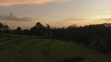 Güneşli akşam vakti Bali Adası Köyü sakin yaşam manzarası 4k Endonezya