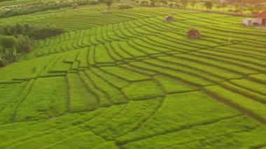Günbatımında Bali Adası 'nda ünlü pirinç terası havacılık panorama 4K Endonezya üzerinde uçuyor.