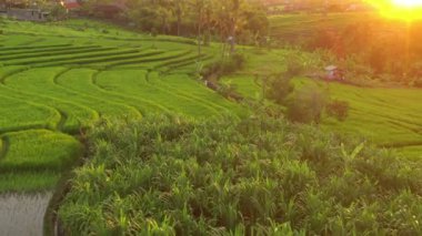Günbatımında Bali Adası 'nda ünlü pirinç terası havacılık panorama 4K Endonezya üzerinde uçuyor.