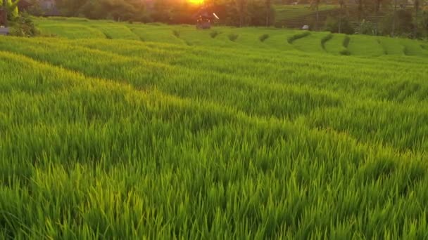 Sunset Light Time Bali Island Flight Famous Rice Terrace Aerial — Stock Video