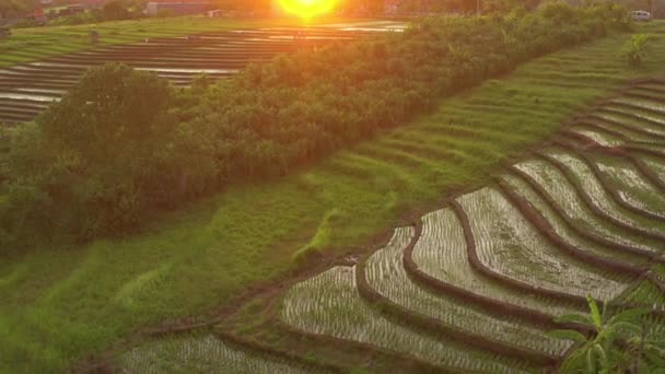 Время Захода Солнца Острове Бали Полет Над Знаменитой Рисовой Террасой — стоковое видео