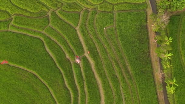 Slunečný Den Ostrov Bali Slavný Rýže Terasa Vzdušné Panorama Indonésie — Stock video