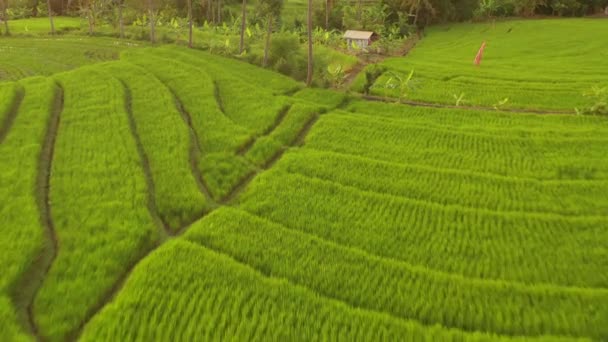 阳光普照的巴黎岛著名的稻田空中全景4K印度尼西亚 — 图库视频影像
