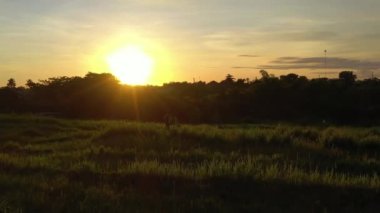 Günbatımında Bali Adası 'nda ünlü pirinç terası havacılık panorama 4K Endonezya üzerinde uçuyor.