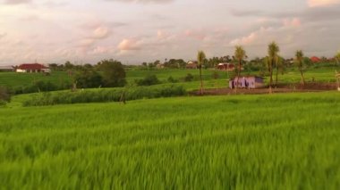 Günbatımında Bali Adası 'nda ünlü pirinç terası havacılık panorama 4K Endonezya üzerinde uçuyor.