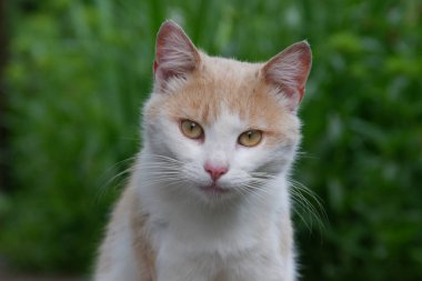 Yeşil çimlerin üzerinde kızıl kedi 