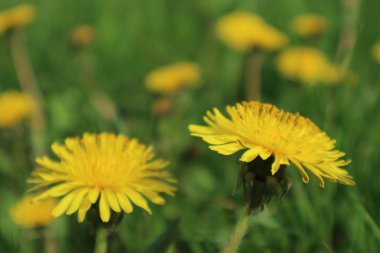 yeşil bir çayırda sarı çiçek 