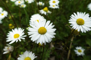 Bahar zamanı papatya tarlası