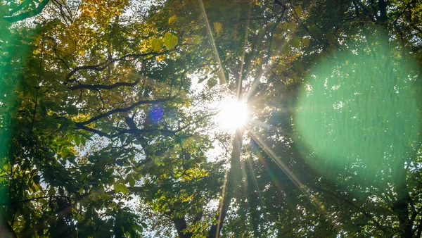 美丽的秋天 森林里的阳光 阳光照射在树梢上 阳光在树叶间掠过 自然概念 Lens Flare — 图库照片