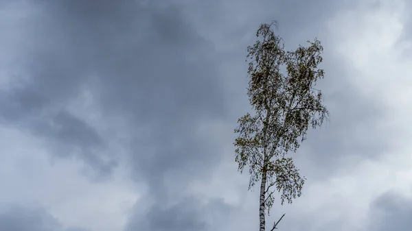 Crown Lonely Birch Tree Cloudy Sky Space Text Image Sad — Stock Photo, Image