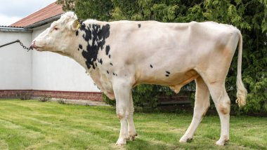 Çiftlikteki kabile boğası. Beyaz boğa Holstein 'in gösteri standındaki bir prodüktörüdür. Çiftlik işi kavramı.