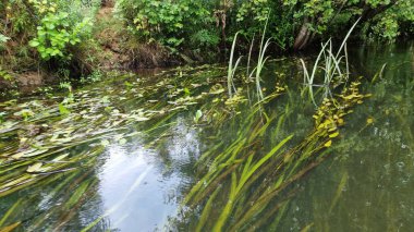 Nehirdeki bir grup yeşil su bitkisi. Nehirde su zambakları ve ördek yosunu.