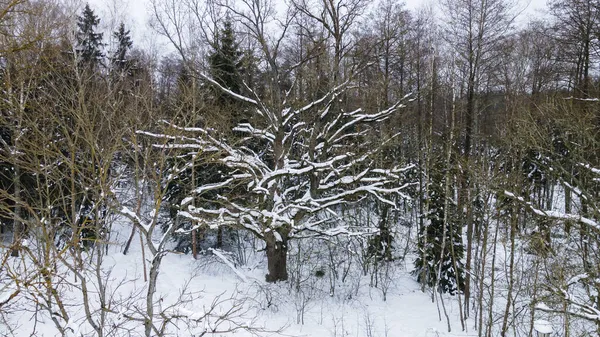 Schneebedeckte Eichen Tiefen Winterwald Bäume Ohne Blätter Schneebedecktem Boden Weiße — Stockfoto