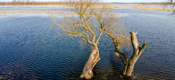Затопленные Деревья Период Высокой Воды Деревья Воде Пейзаж Весенним Затоплением — стоковое фото