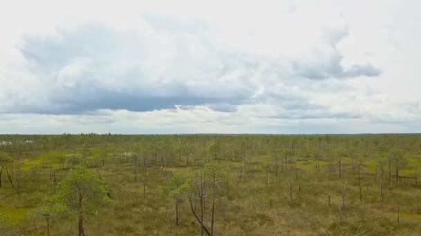 카메라 날아가서 나무줄기를 내밀고 Marshland 카메라는 다닙니다 공중에서 — 비디오