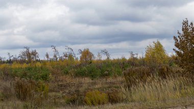 Sonbahar panoraması. Genç ağaçlardan oluşan bir çalı tarlası gri bulutlu bir gökyüzü boyunca uzanıyordu. Doğa konsepti. Dramatik gökyüzü arka planında Copse sahada.