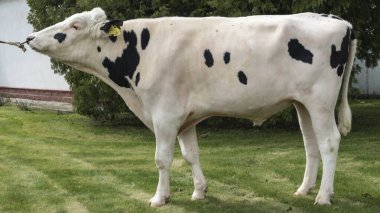 Çiftlikteki kabile boğası. Beyaz boğa Holstein 'in gösteri standındaki bir prodüktörüdür. Çiftlik işi kavramı.