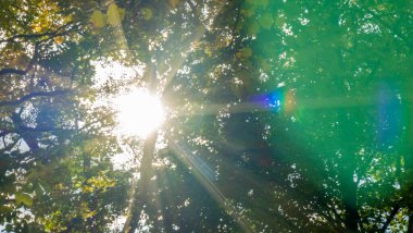 Ormanda güzel bir sonbahar güneşi. Güneş ağaçların tepelerinde parlıyor. Güneş ışınları ağaçların yapraklarının arasından geçiyor. Doğa konsepti. Mercek Fişeği.