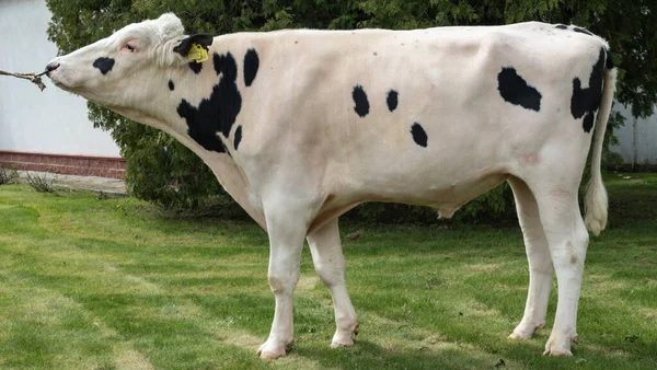 Çiftlikteki Kabile Boğası Beyaz Boğa Holstein Gösteri Standındaki Bir Prodüktörüdür — Stok fotoğraf
