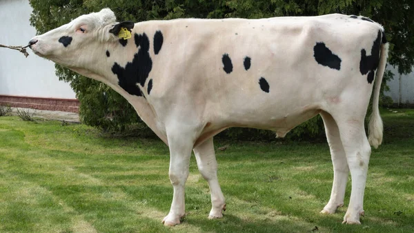 Tribal Bull on the farm. The white bull is a producer of the Holstein breed in the exhibition stand. Farm business concept.