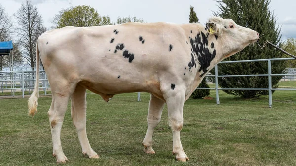 Tribal Bull Gården Den Vita Tjuren Producent Holsteinrasen Utställningsmontern Affärsidé — Stockfoto