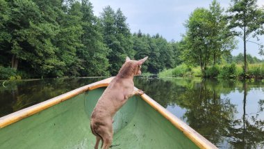 Küçük kızıl köpek kanoya çıkmış, çok mutlu ve eğlenceli hissediyor. Sevimli köpek tatilde sahibinle eğlenir ve eğlenir..
