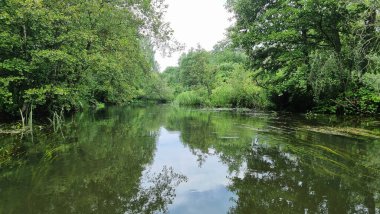 Nehir ve yeşil ormanın güzel doğal manzarası. Ormanda yavaşça akan sessiz bir nehrin manzarası..