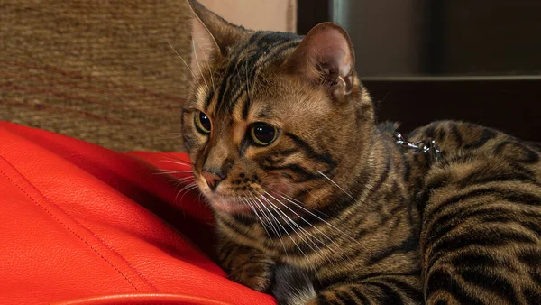 Carino Gatto Gattino Dorato Bengala Sdraiato Sul Cuscino Rosso Rilassante — Foto Stock