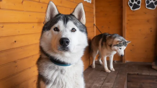 Güçlü Ahşap Bir Duvarda Husky Cinsinden Bir Köpeğin Kafasının Yakın — Stok fotoğraf