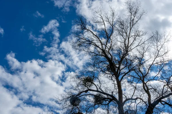 Árbol Infestado Parásitos Muérdago Cielo Azul Con Nubes Blancas Fondo — Foto de Stock