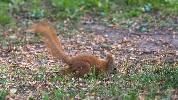 Søtt Eurasisk Rødt Ekorn Som Står Grønn Skogsplass Sommerlandskap Viltlevende – stockfoto