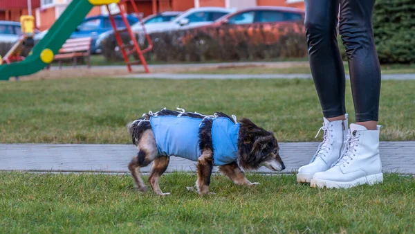 Perro Camina Por Calle Con Una Manta Médica Perrito Lindo — Foto de Stock