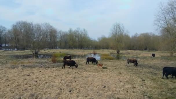 Uma Manada Vacas Selvagens Num Prado Porcaria Gado Natureza Conceito — Vídeo de Stock