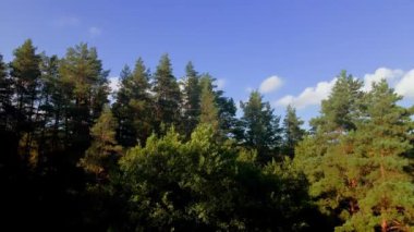Bulutlu mavi gökyüzü ve güzel yeşil kozalaklı ağaçlar. İHA 'yı ağaçların arasından yukarı kaldırmak. Doğa konsepti.