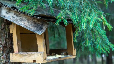 Ormandaki kuş yemliği. Ormandaki kuşlar için besleyici. Ev yapımı ahşap kuş yemi. Doğadaki kuşlara yardım etmek. Vahşi yaşam konsepti.