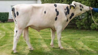 Çiftlikteki kabile boğası. Beyaz boğa Holstein 'in gösteri standındaki bir prodüktörüdür. Çiftlik işi kavramı.