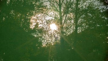 Ormanda güzel bir sonbahar güneşi. Güneş ağaçların tepelerinde parlıyor. Güneş ışınları ağaçların yapraklarının arasından geçiyor. Doğa konsepti. Mercek Fişeği.