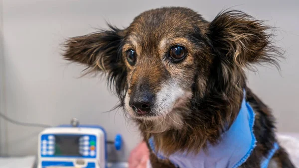 Veterinerlik kliniğinde patisinden damar içi infüzyon damlayan komik bir köpek var. Hayvan sağlığı kavramı.