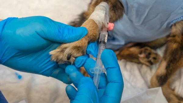 Veteriner, hasta bir köpeğe iğne yapıyor. Doktor elinde ilaçlı bir şırınga tutuyor. Veteriner ambulansı. Tedavi aşısı yapan hayvan. Hayvan sağlığı konsepti.