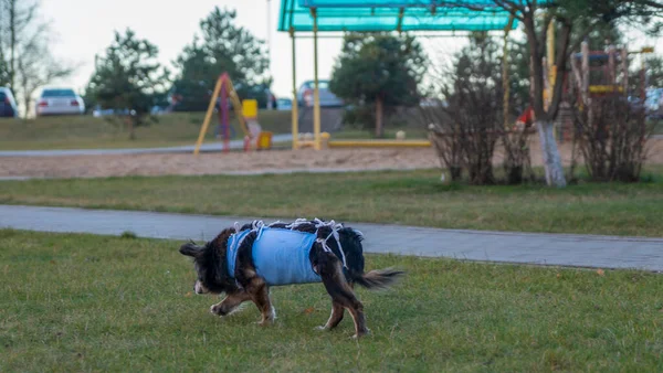 Cão Caminha Pela Rua Com Cobertor Médico Cãozinho Giro Está — Fotografia de Stock