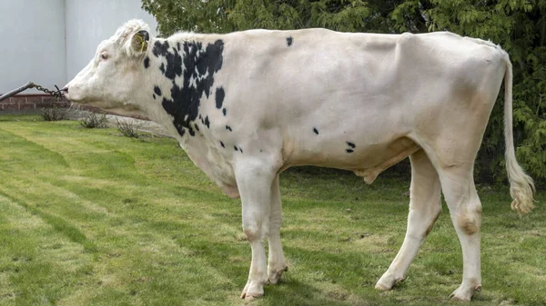 Plemienny Byk Farmie Biały Byk Jest Producentem Rasy Holstein Stoisku — Zdjęcie stockowe