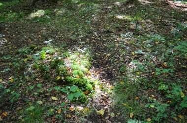 Yeşil ormanda güneş ışığı. Idyllic ormanı, yosunlu yosunlar, altın güneş ışınları panorama ışınları..